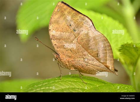 A Leaf Butterfly Camouflaged To Look Like A Dead Leaf In Both Shape