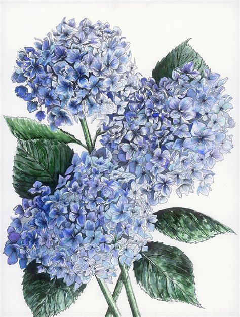 Blue Hydrangeas Painting By Alexandria Gilbert Fine Art America