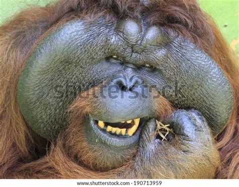 Big Male Orangutan Cleaning His Teeth Stock Photo (Edit Now) 190713959