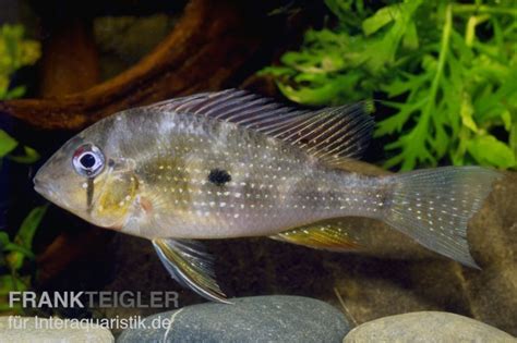 Heckels Buntbarsch Acarichthys Heckelii Tiere Zierfische Barsche