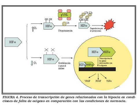 Biolog A Molecular Del Carcinoma De C Lulas Claras Renales Principios