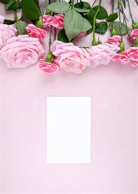 Carnation Rose Pink Background Mothers Day And Picture For Free