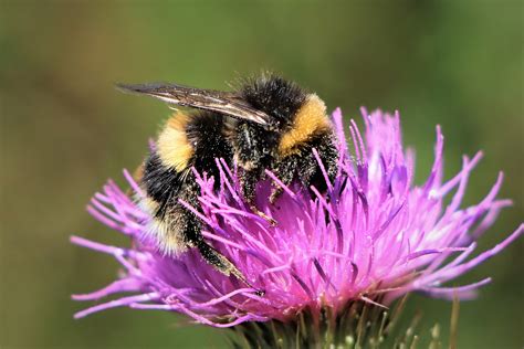 Meet The Bees Bumblebees And Buzz Pollination