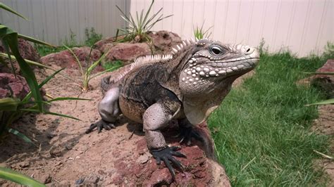 Cuban Rock Iguana Clyde Peelings Reptiland