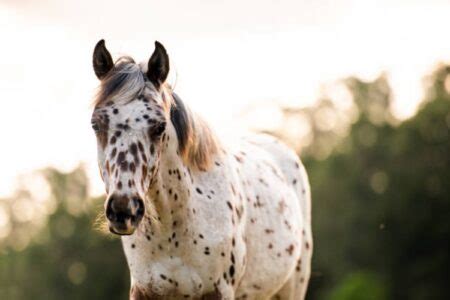 Cavalo appaloosa Tudo sobre essa Raça de pelagem Exótica