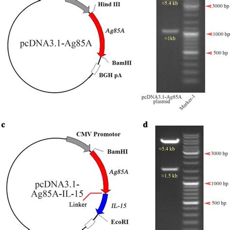 Validation Of Plasmids In Hek293 Cells Via Pcr Hek293 Cells