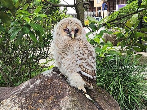 調布・深大寺にフクロウ 巣立ちの練習か、snsでも話題に 調布経済新聞