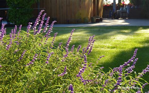 Fall Blooming Shrubs For Southwest Gardens