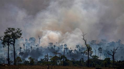 Amazon Rainforest Deforestation Before And After