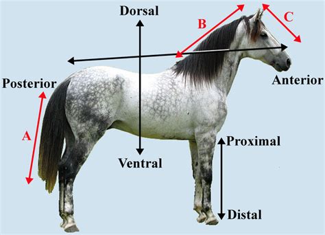 Mapping The Body Boundless Anatomy And Physiology