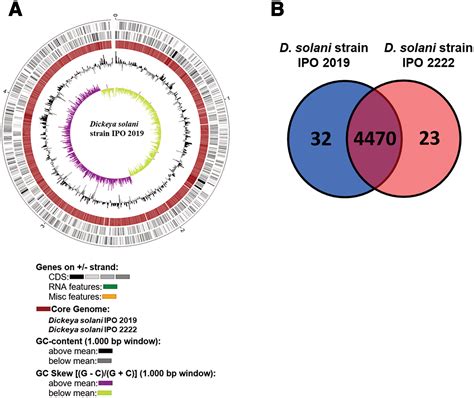 High Quality Complete Genome Resource Of Plant Pathogenic Bacterium Dickeya Solani Ipo 2019