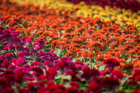 Celosia Argentea Cristata Celosia Argentea Cristata Act Dara Velvet