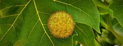 Platanus hispanica Plátano de sombra Santiago Arias Flickr