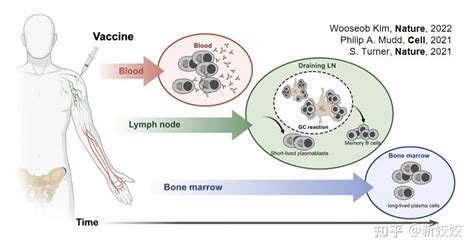 Nature Cell三连发：cytek全光谱流式助力揭示新冠mrna疫苗接种后的长效保护 知乎