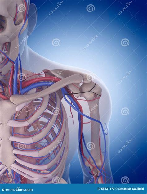 Cta Brachial Artery Or Ct Scan Of Upper Extremity Or The Arm 3d