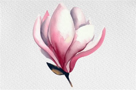 Watercolor Magnolia Flower Clipart Png Graphic By Design Store