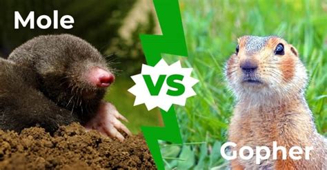 Mole vs Gopher: 7 Key Differences Explained - A-Z Animals