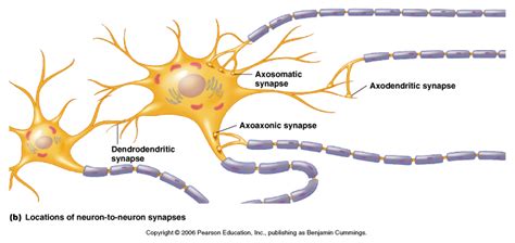 Synapses