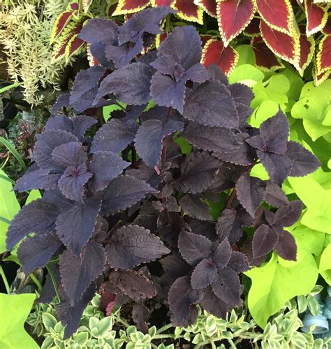 Photo Of The Entire Plant Of Coleus Coleus Scutellarioides Black Star