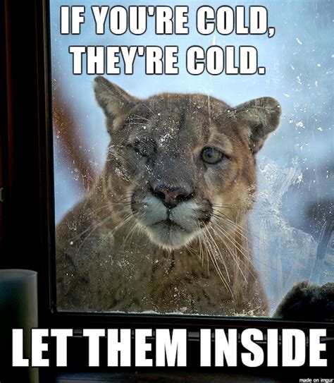 Bring you're pets inside | If You're Cold, They're Cold | Know Your Meme