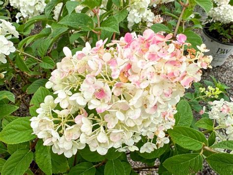 Hydrangea Strawberry Sundae Tree Top Nursery Landscape Inc