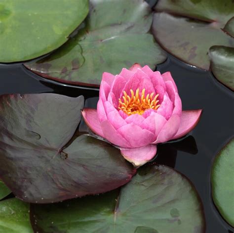 Premium Photo Close Up Of Lotus Water Lily