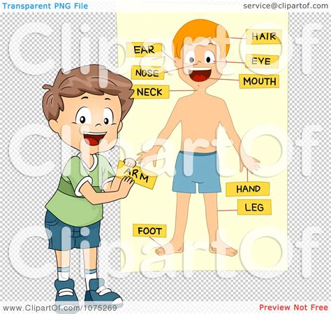 Clipart School Boy Tagging Body Parts On A Chart Royalty Free Vector