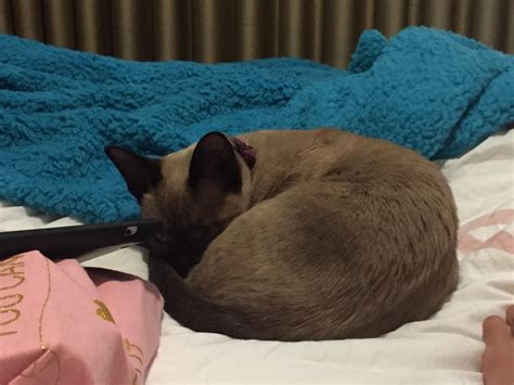 My cat doesn’t like me at home : r/aww