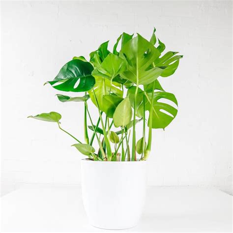 Monstera Deliciosa Swiss Cheese Plant Buy Online Uk