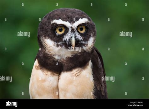 Owls Of South America Hi Res Stock Photography And Images Alamy