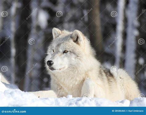 Wolf Sleeping In Snow Royalty Free Stock Photo - Image: 28586465