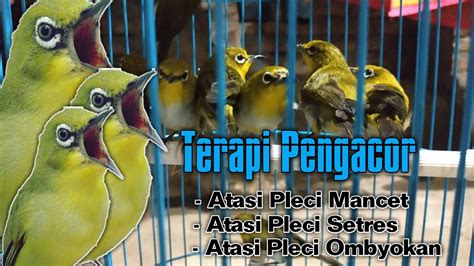 ATASI PLECI MANCET Terapi Pleci Ombyokan Agar Buka Paruh YouTube