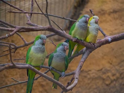 Do Conures And Cockatiels Get Along Dr Cockatiel