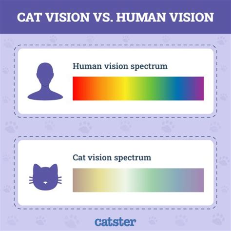 Are Cats Color Blind Vet Reviewed Vision Facts Catster