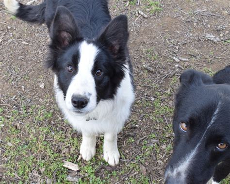 Do Border Collie Puppy Ears Stand Up