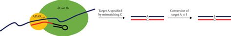 Engineering dCas13b-ADAR fusions for RNA editing. Schematic of RNA... | Download Scientific Diagram