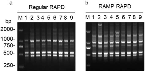 comparison  regular rapd  improved rapd   primer