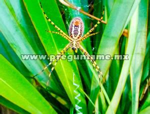 ARAÑA VERDE CUERPO ALARGADO PATAS LARGAS CON BELLOS PELOS Y OJOS