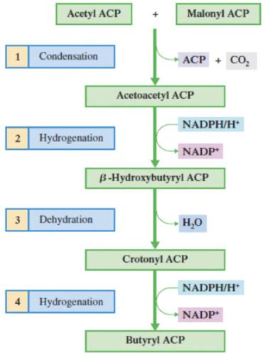 LIPID METABOLISM Flashcards Quizlet