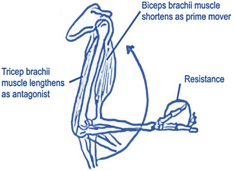 Fixator Muscle Definition Anatomy