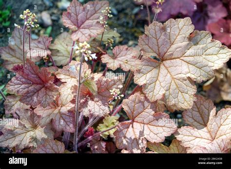 Heucherella "Honey Rose Stock Photo - Alamy