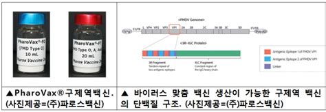 국내개발 바이러스 변종 조기대응 구제역 백신 해외진출 바이오스펙테이터