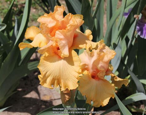 Tall Bearded Iris Iris Big Squeeze In The Irises Database Garden Org