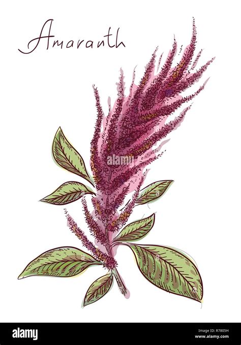 Amaranth Stock Vector Images Alamy