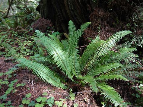 Secret Life of Ferns | Save the Redwoods League