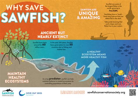 International Sawfish Day — Sawfish Conservation Society