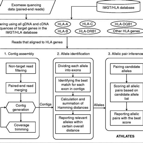 Coverage Of Target Genes By Exome Seq Data And Comparison Of Hla Typing Download Scientific