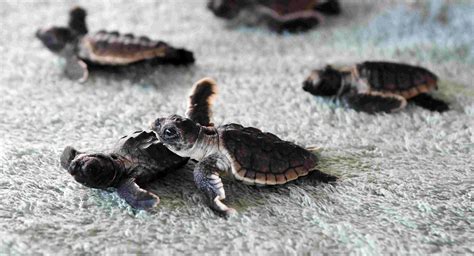 Sea turtle hatchlings scurry toward ocean