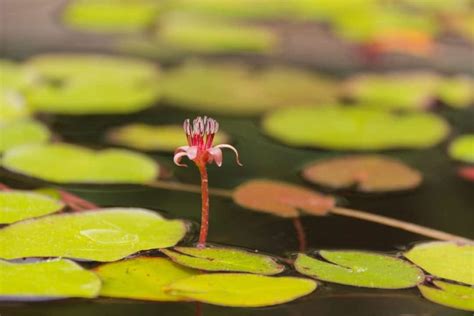 Louisiana Native Plants List: 8 Lively Flowers For Your Garden