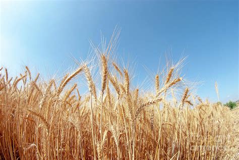 Wheat Stalks